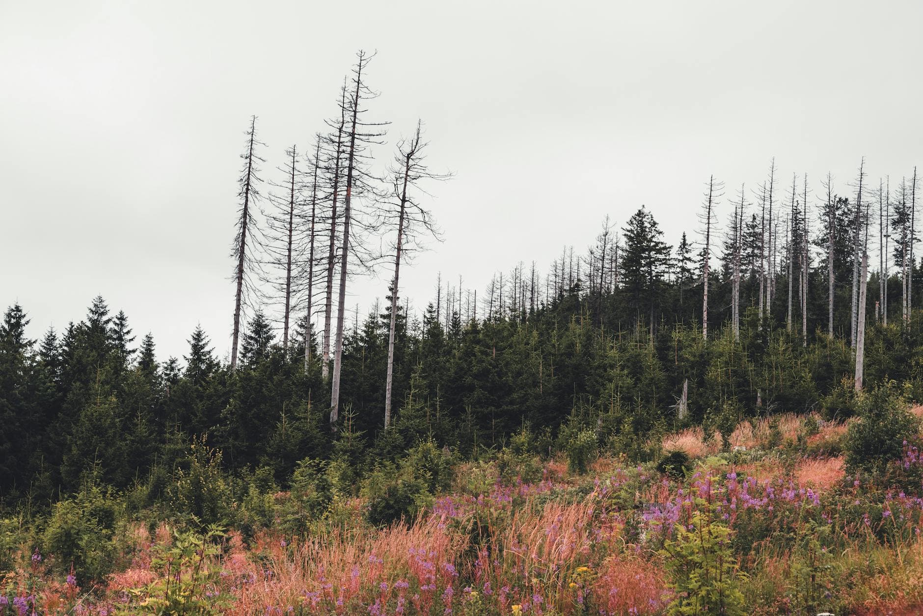Enchanting view of a forest with wildflowers in Braunlage, Germany.